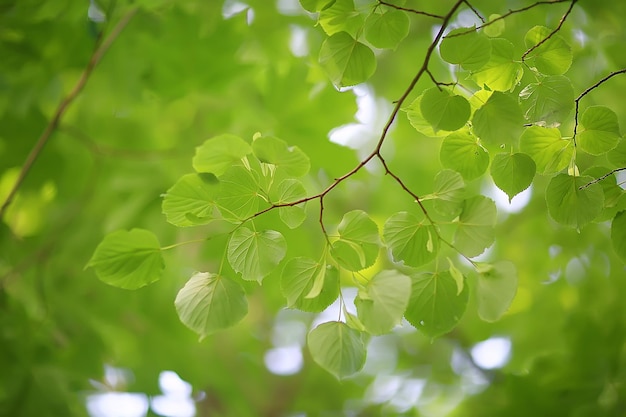 зеленые ветви листья фон / абстрактный вид сезонный летний лес, листва зеленая, экологическая концепция
