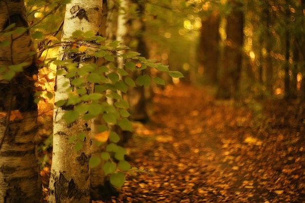 зеленые ветки листья фон / абстрактный вид сезонный летний лес, зеленая листва, экологическая концепция