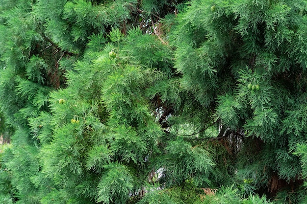 가문비나무 배경의 녹색 가지