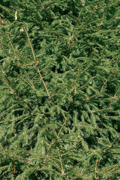 Green branches of spruce plant background selective focus