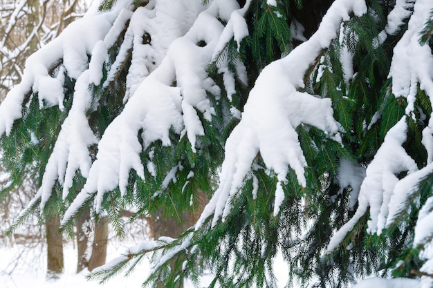 Green Branches of a spruce tree deeply covered with snow after a snowstorm in winter