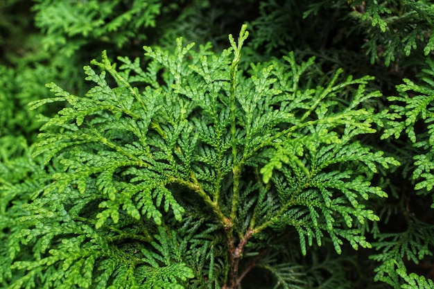 Green branches of thuja tree. Evergreen chinese cypress tui coniferous. Thuya juniper twig. Decorati