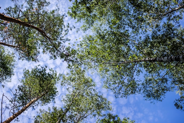 Green branches of trees above against the sky