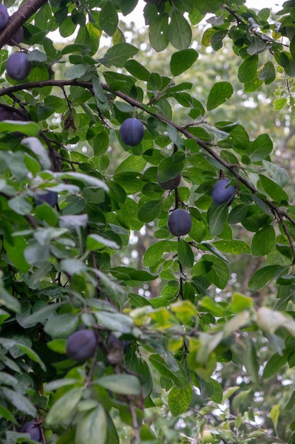 農場の庭で熟した環境に優しいプラムの果実と緑の枝。便利なビタミン食品