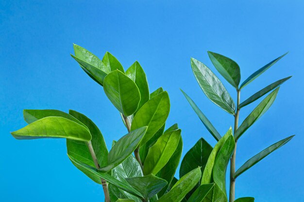 Green branches of Zamioculcas or zamiifolia zz plant closeup on a blue background