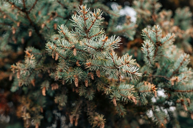 Green branches