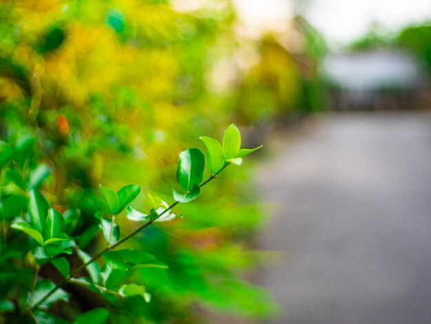 Green branches