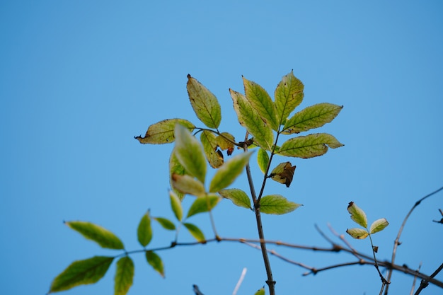                                green branches