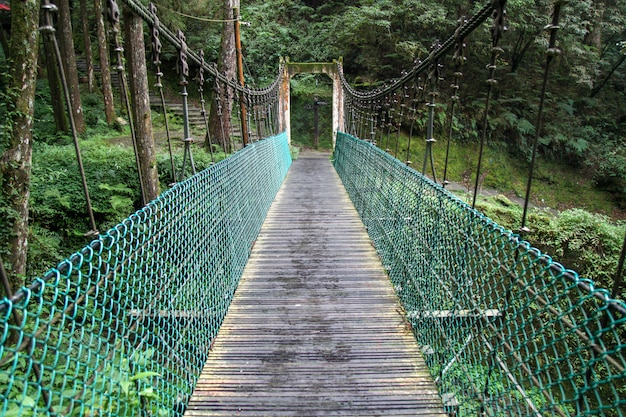 Green bridge in forest Alishan at taiwan