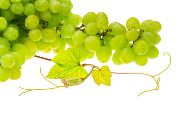 Green bright grape