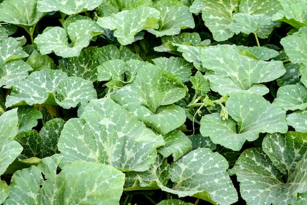 Green bright leaves of pumpkin bush on a home plot