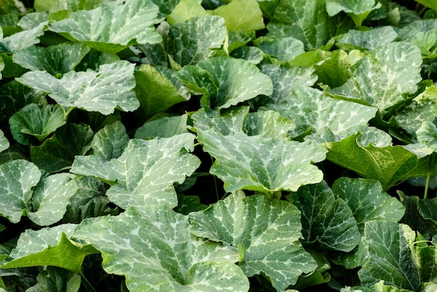 Green bright leaves of pumpkin bush on a home plot