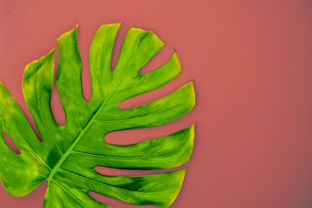 Green Bright monstera leaf on a abstract background. Tropical leaf flat wallpaper.