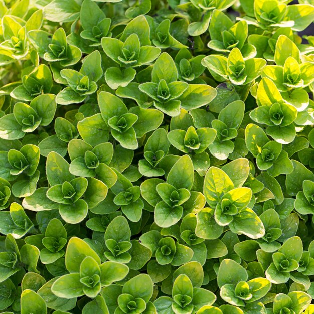 Green bright plants in daylight