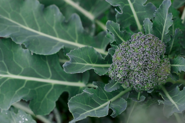 Fiore di broccoli verdi in giardino con panoramica