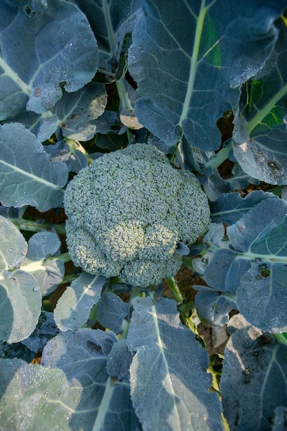 Photo green broccoli plants with dew or water drops or raindrops in a vegetable garden.