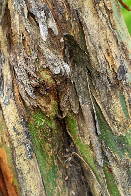 A green and brown gorse tree trunk in a close up view