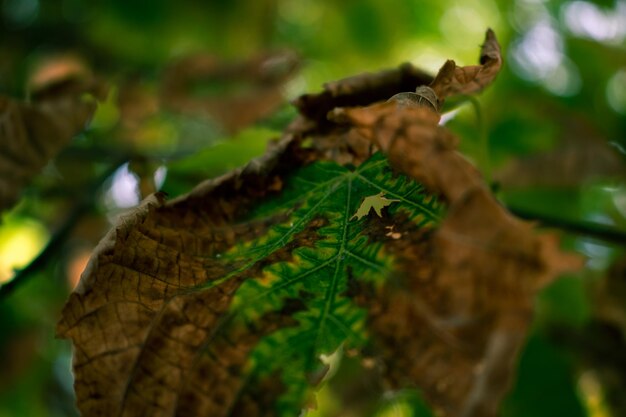 Green and brown leaf