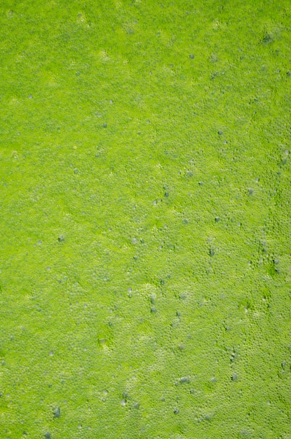 Green bubbles on green wate texture background