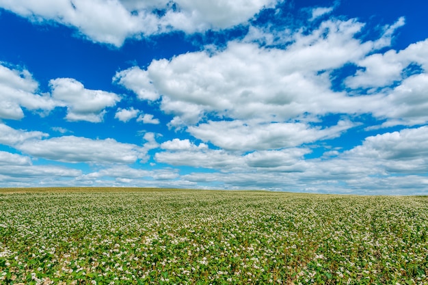 Green Buckwheat field and blue sky