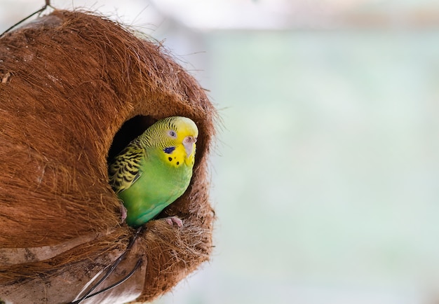 ココナッツの巣の緑のセキセイインコ