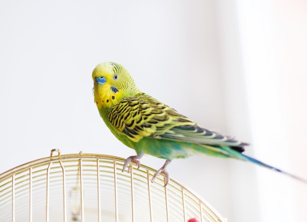 Budgerigar verde pappagallino domestico seduto sulla gabbia