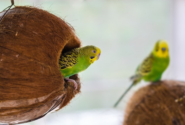 緑のセキセイインコ