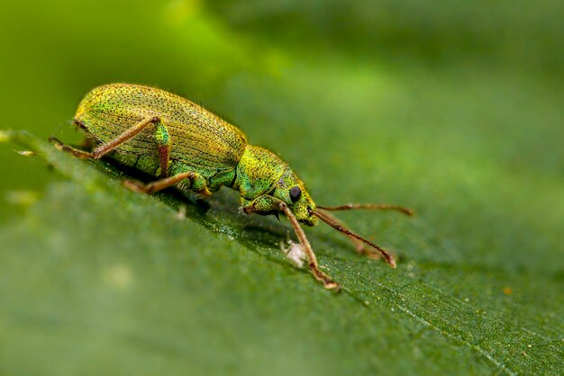 зеленый жук на зеленом листе с желтым лицом