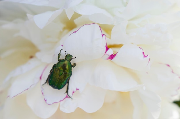 写真 白い牡丹の花に緑のバグ