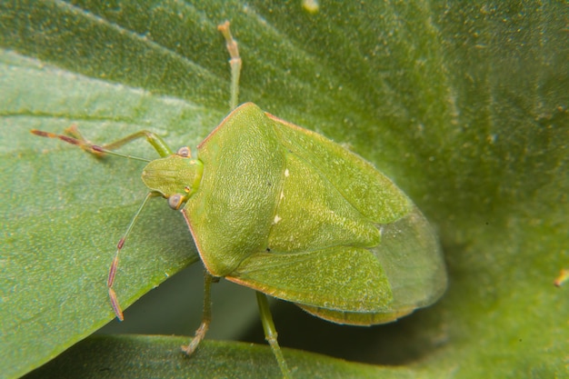 Зеленое насекомое-жук, позирующее на листе, является здоровым вредителем