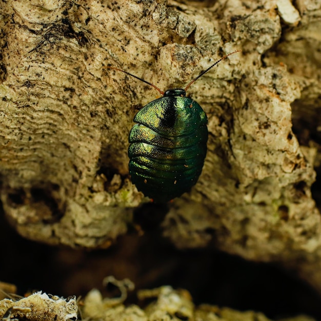 A green bug is on a piece of wood and has a green shell on it.