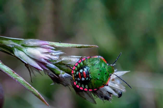 Green bug on a plant