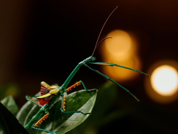 Photo a green bug with a red and black stripe on the back sits on a leaf.