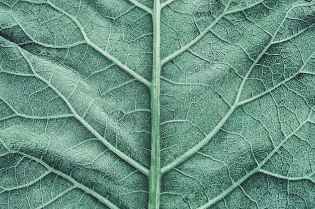 Green burdock leaves texture background. Close-up, macro.