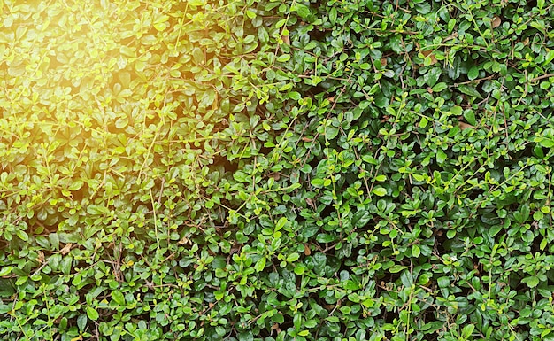 Green bush background for design material