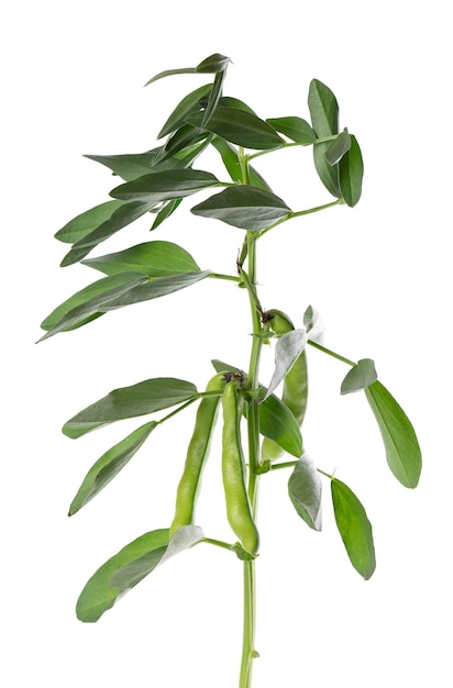 Green bush of broad beans isolated on white background Fava beans