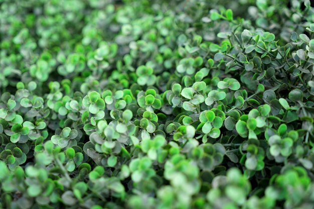 Green bush closeup