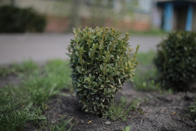 green bush in the courtyard of a residential building green trimmed bush in the yard green bush