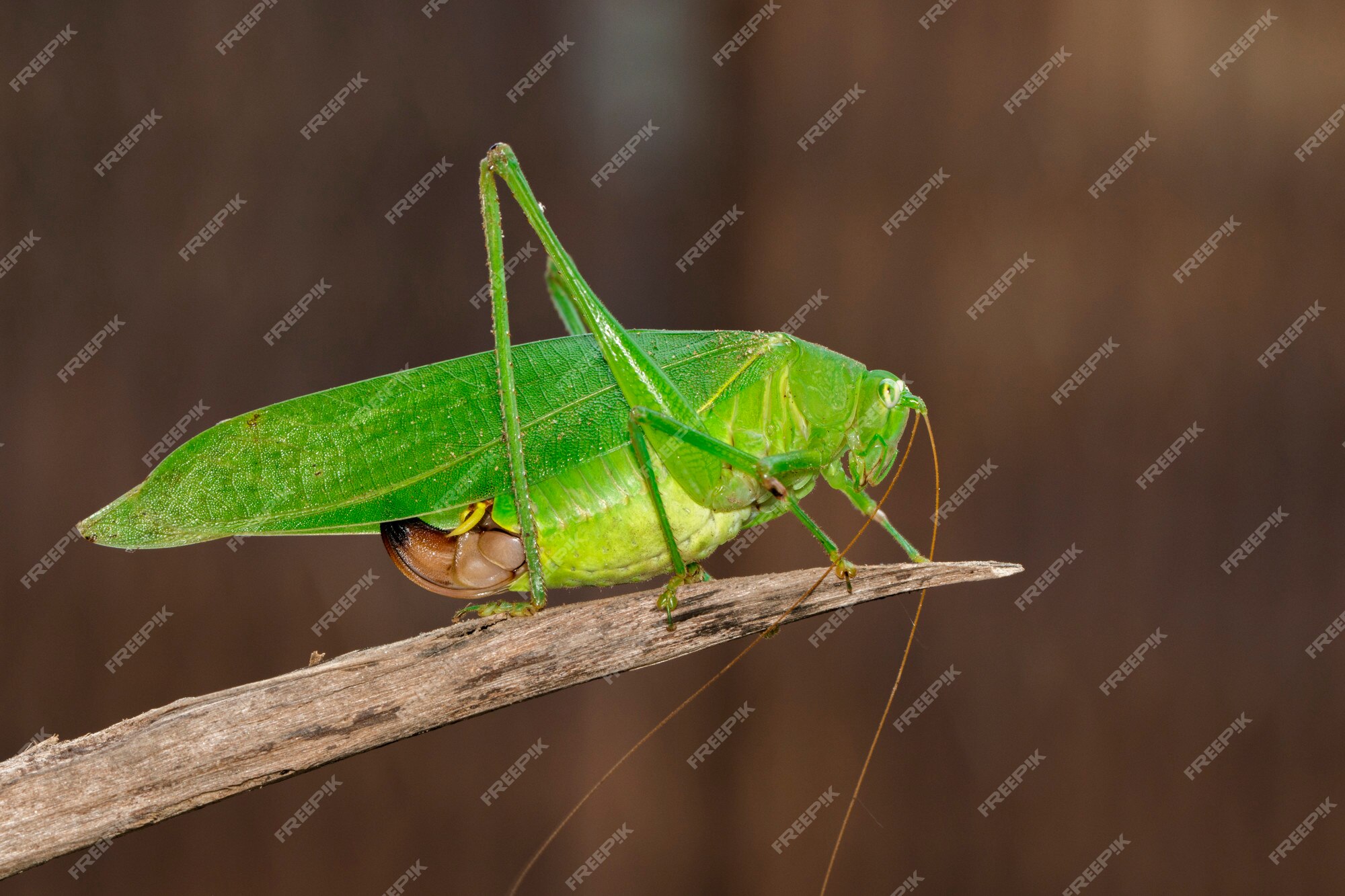 Premium Photo  Green bush-cricket long horned grasshopper on brown branch.