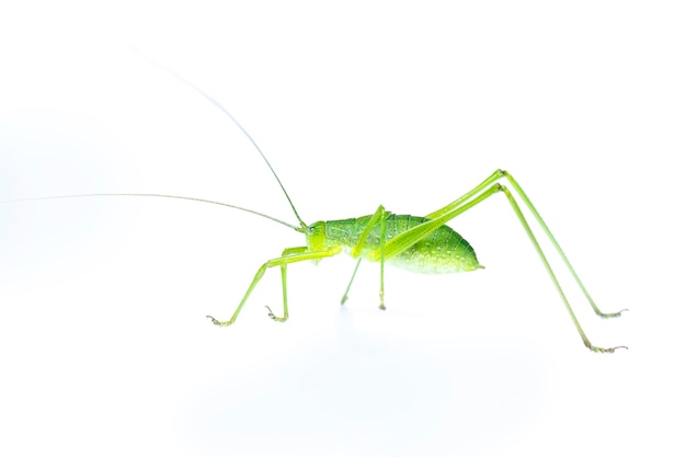 green bush-cricket long horned grasshopper. From side view. Insect. Animal