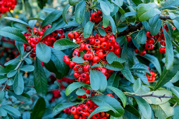 Green bush of  dark red berries