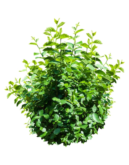 Green bush isolated on white backgroundx9