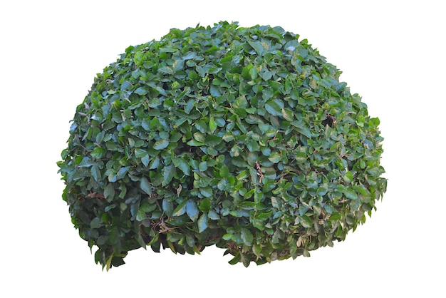 Green bush isolated on white backgroundx9