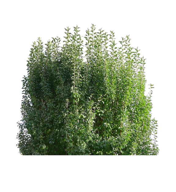 Photo green bush isolated on white backgroundx9