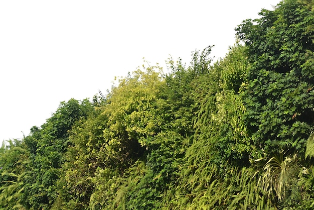 Green bush isolated on white backgroundx9xA