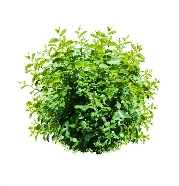 Green bush isolated