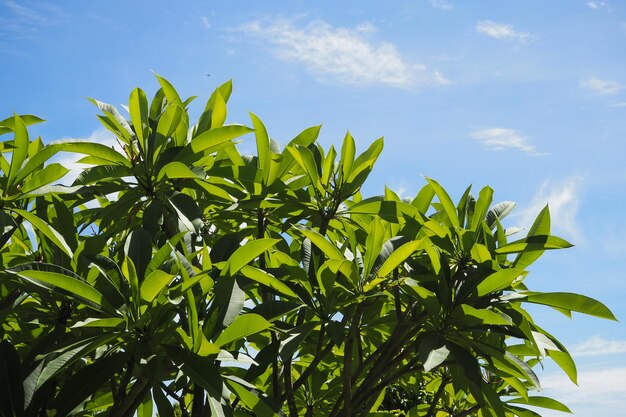푸른 하늘과 흰 구름 배경에 화창한 날씨에 녹색 덤불 잎
