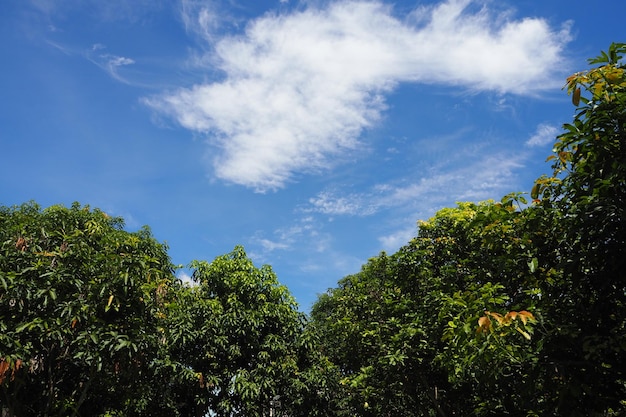 青い空と白い雲の背景に晴れた天気で緑の茂みの葉