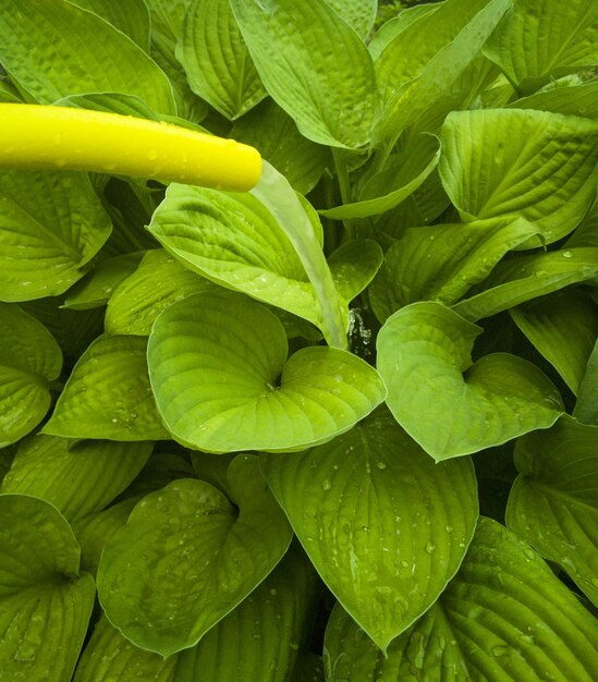 A green bush near a tree is watered with yellow hose