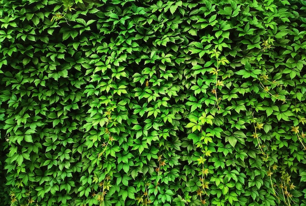 夏の庭園の背景にある緑の茂みの壁